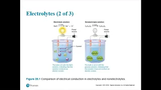 Chapter 25 - Fluid, Electrolyte, & Acid Base Homeostasis