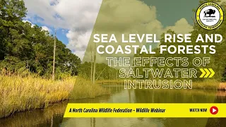 Sea Level Rise and Coastal Forests: Effects of Saltwater Intrusion