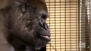 Watch Ozzie the Gorilla Interact on a Touchscreen Computer