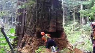 ABBATTIMENTO DI UNA SEQUOIA MILLENARIA