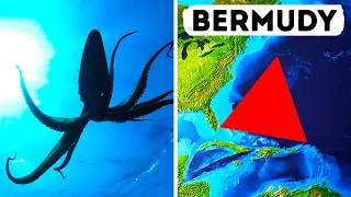 Kałamarnice olbrzymie mogą być kluczem do rozwiązania tajemnicy Trójkąta Bermudzkiego