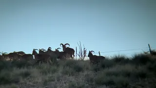 Hunting New Mexico Barbary sheep