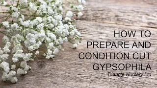 How to Care for Gypsophila - Wholesale Flowers and Academy ( Triangle Nursery)