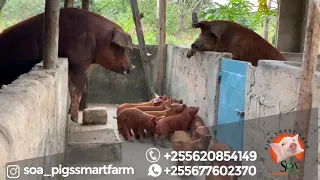 Weaning Time | Duroc Tanzania | Pigs | NGURUWE