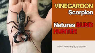 The BLIND HUNTER | The ACID Spraying VINEGAROON Scorpion