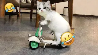 😹😍 Best Cats Videos 😆😘 Funny Animal Moments 2024 #11