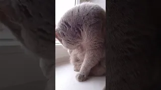 Как наша кошка умывает свою маму😺😺😺