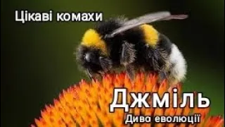 Джміль. Диво еволюції. Цікаві комахи