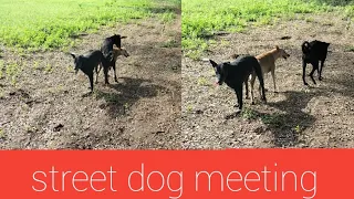 Great job ! Amazing speed dog meeting - dog in middle Village - 2022