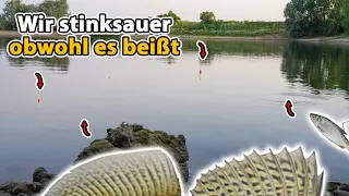 Mit Köderfisch vor den Füßen auf Sommer Zander - Aber was ist passiert?