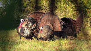 EPIC WILD Turkey Hunt *NON STOP GOBBLES* {Catch Clean Cook} Florida Turkey Hunting