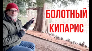 Болотный кипарис (Taxodium distichum) / Игорь Билевич