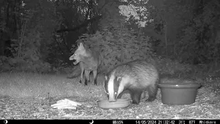 A Great Example Of Trust Between The Fox & Badger #badgers #animalvideos #fox