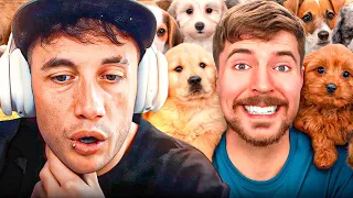 RESCATANDO PERROS ABANDONADOS | REACCIÓN A MR BEAST