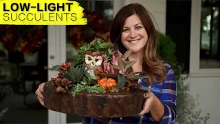 Low-Light Succulent Arrangement (Full Version) // Garden Answer