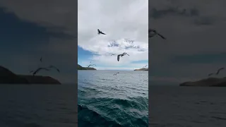 Sky Dancers: Majestic Birds Soaring Over the Sea