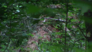 Bigfoot Laying out And Clear and Incredible  6-18-18