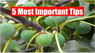 5 Most Important Fig/Anjeer Plant Care Tips (IN HINDI) How To Grow Fig/Anjeer Plant At Home In Pot