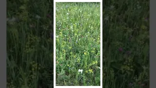 Волшебная природа Забайкалья 🌿🌺 Разнотравье девственной природы Сибири, Дальнего востока 😍