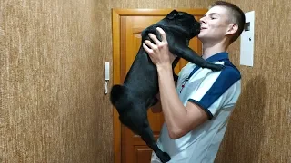 МОПС ВСТРЕЧАЕТ ХОЗЯИНА ПОСЛЕ ДОЛГОЙ РАЗЛУКИ / DOGS MEETS OWNER AFTER LONG TIME!