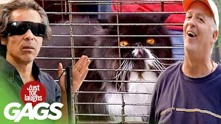 Best of Crazy Cat Pranks | Just For Laughs Compilation