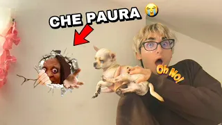 UNA PERSONA STRANA CHE VIVE NEL MURO DI CASA NOSTRA RUBA IL NOSTRO CAGNOLINO!! *scioccante*