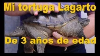 Actualización de mi Tortuga Lagarto de 3 años de edad