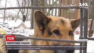 У Житомирській області люди дали вівчарці снодійне, щоб врятувати від загибелі