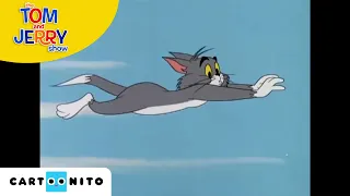 Tom ve Jerry | Köpek Balığı | Cartoonito Türkiye