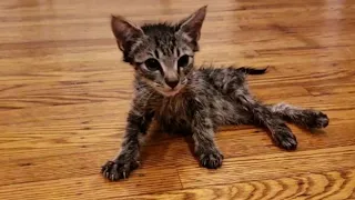 Tiny Paralyzed Kitten Who Never Stop Practice To Walk Again With Amazing Transformation