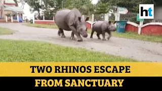 Watch: Amid Assam floods, two rhinos escape sanctuary in search of food