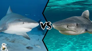 BULL SHARK VS TIGER SHARK - What if They Would Fight?