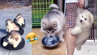 Best Funny Animals Video 2024 😆😂 TRY NOT TO LAUGH 🤣Dogs Doing Funny Things 😂 Best of January 2024