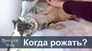 🐱 Как понять что кошка скоро будет рожать?