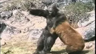 Bigfoot Vs Bear (Awesome Clip)