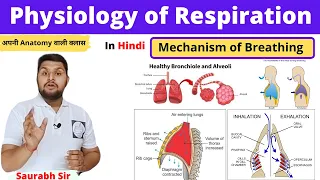 Mechanism of Respiration||Physiology of respiration in Hindi| inspiration ,expiration||Nursing, NEET