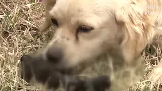 Shocking Behavior Mother Dog Did Right After Her Dead Puppy Was Buried Is (Part 2) | Kritter Klub