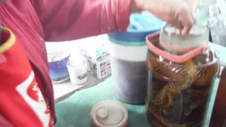 Snake Wine in Luang Prabang, Laos