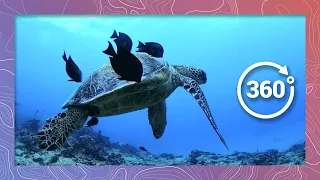 Swim with Sea Turtles at a Hawaiian Cleaning Station | Wildlife in 360 VR