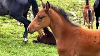 Жеребята из табуна кабардинских лошадей Мусы Шогенова