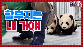 (SUB) Because We Are Two! Twin Pandas Are Twice As Cute🐼│Panda World