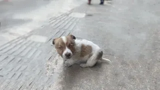 He Begged His Owner Take Him Home But They Blinded Him And Left Him Cried Alone In The Pavement...