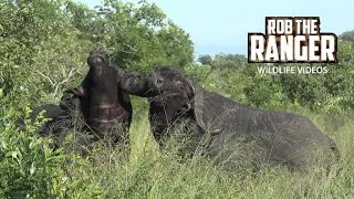 Buffalo Bulls Fighting In Long Grass | African Safari Sighting