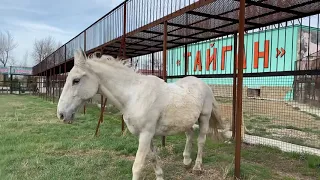 Львица Мона охотится на БЕССТРАШНОГО КОНЯ !