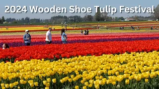 A Sea of Tulips! | Walking Tour of the 2024 Wooden Shoe Tulip Festival