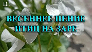 Самое чудесное и целебное, что может дать нам природа для здоровья.  #музыкадлясна