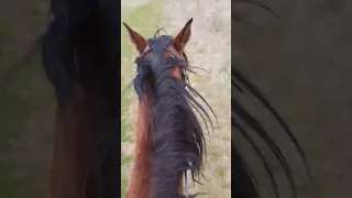 конь испугался #horse