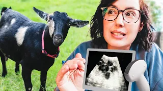FINAL PREGNANCY ultrasounds for the miniature goats! (let's count babies 🙌)
