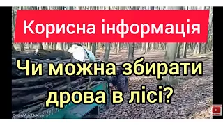 Чи можна збирати дрова в лісі?  Заготівля та вивезення