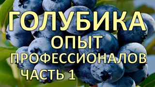 Голубика  Опыт выращивания от профессионалов / часть 1